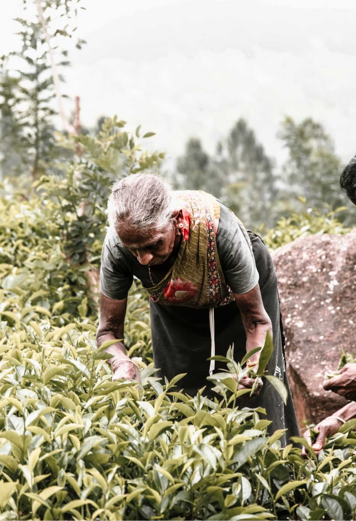 Tea Quiz: Test Your Tea Knowledge